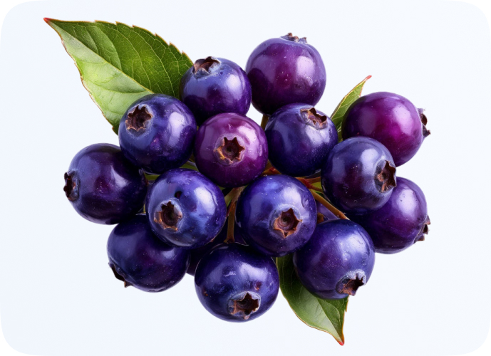 Cостав ягод Aristotelia Chilensis