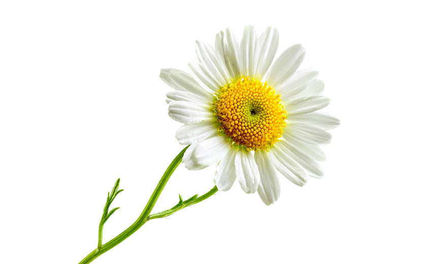 Ромашка известна своим противовоспалительным эффектом, уменьшает зуд, ускоряет регенерацию кожи и помогает восстановить ее баланс.